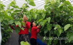 부안 참뽕 오디 올해 첫 소비자 공급