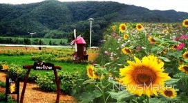 창녕군, 낙동강유채단지에 여름 꽃 활짝 눈길