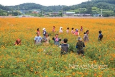 화순고인돌 유적지 코스모스 활짝 발길 잡아