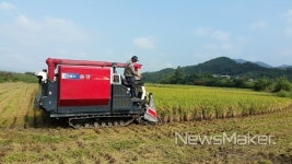 거창군 첫 벼 베기 수확, 풍요의 기쁨만끽