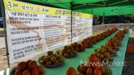 구례군, 섬진강 감 축제 성료