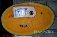 고창군, 소비트렌드 변화 부응 맞춤형 수박생산 박차