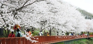구례군, 섬진강벚꽃축제 4월 2일 개최...50리 벚꽃길 장관