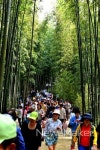 담양군, 대나무 향기 따라 두발로 竹竹 죽녹원 걷기대회 대성료