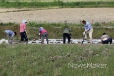 강진군 원기마을 못자리 만드는 농부들 분주