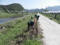 완주군 경천면, 구룡천 제방길에 코스모스 구절초 등 식재