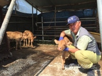 진안군 신기마을서 신기한 세쌍둥이 송아지 태어나 화제
