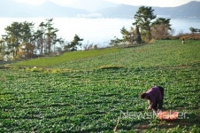 보물섬 남해 시금치, 습해 발생 철저히 대비해야