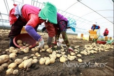 부안군, 해풍맞고 자란 부안감자 지리적표시 증명표장 등록