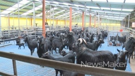 순창군, 전국 흑염소 메카 급부상...13,700두 돌파 도내 1위