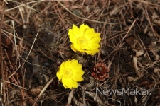 의령군 대의면사무소에 봄의 전령 복수초 눈길