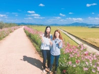 창원시, 전국 최고  코스모스길 여기 있다