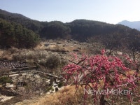 매화 향기 가득한 하동 먹점골로 꽃구경 떠나요