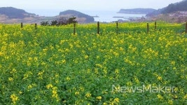 완도군, 아시아 최초 슬로시티 청산도가 여러분을 초대합니다
