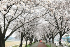 남원시, 요천 100리 숲길 사랑의 꽃 보러오세요