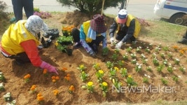 영암군 시종면, 터미널 교통섬 봄꽃으로 새단장
