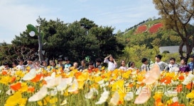 나비 따라가니 함평 왔네