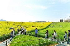고창 청보리밭 축제 49만명 방문...성황리에 마무리