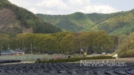 진안 하초마을숲 국가산림문화자산 지정