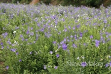 임실군, FTA 피해 도라지 농가 지원 나서