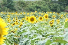 진안군 용담호 해바라기 꽃길 걸어요!