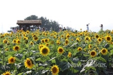 함안군, 제5회 강주해바라기축제 개막