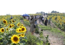 함안군, 제5회 강주해바라기축제 개막