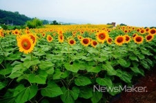 경남도, 취향따라 골라 즐기는 재미 경남 가을축제