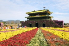 국화향기 가득한 함평엑스포공원으로 놀러 오세요!