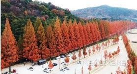 마법처럼 붉게 물든 담양 메타세쿼이아랜드