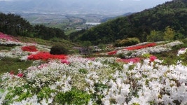 구례군, 지리산정원 화려한 변신...알록달록 철쭉 만개