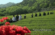 강진군 성전면, 녹차밭 사이 길로 추억을 담아요