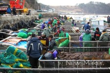 해남 물김 생산량 9만 3천여톤, 전년比 4.5%↑