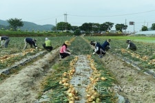 한마음 농촌 일손부족에 장성 공직자들 팔 걷었다!