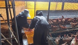 장흥군, 산란계 동물복지 모델 개발 생력화 추진