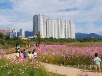 광주 광산구, 첨단 강변둔치 꽃단지에 코스모스 만개