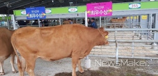 영광군, 전남한우경진대회서 번식우 최우수상 영예