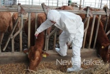 부안군, 구제역 수시 예방접종 실시