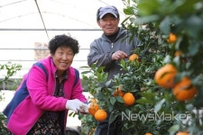 경남 고성, 아열대 과일 한라봉 재배 성공...출하 한창