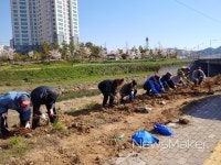 진주시 판문동, 판문천에 철쭉식재 코스모스 파종 꽃길 조성