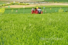 해남 황산 연호보리축제 열려
