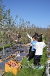 무주군, 무주반딧불사과 수확 체험행사 개최