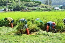 담양군, 한마음 한뜻 태풍 피해 농가 일손돕기 구슬땀