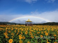 장성 황미르랜드 해바라기 정원에 펼쳐진 무지개