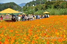장성 황룡강 노란꽃잔치, 대한민국 대표 꽃축제 인증