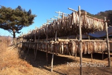 인제 용대리 황금빛 명작 명태 덕걸이 시작