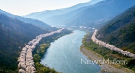 구례군, 산수유꽃축제에 이어 섬진강벚꽃축제도 취소