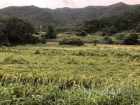 영광군, 벼 농작물 재해보험 가입 개시