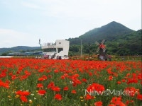 꽃 양귀비 일렁이는 하동 북천서 몸과 마음 힐링해요