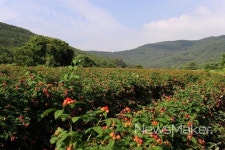 코로나19를 이기는 힘, 고창복분자